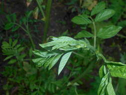 Image of Chinese licorice