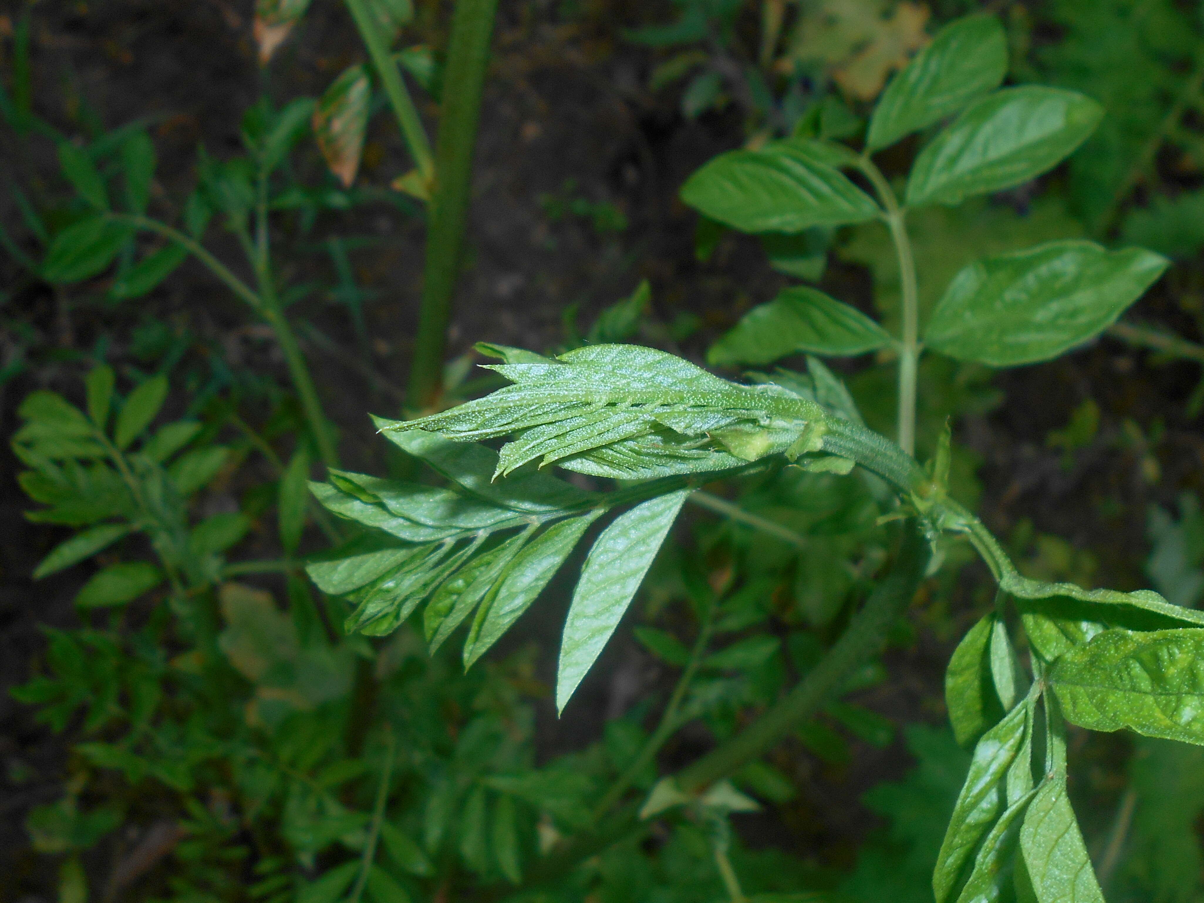 Image of Chinese licorice