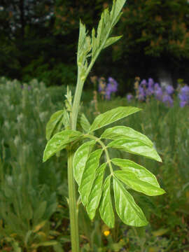 Image of Chinese licorice