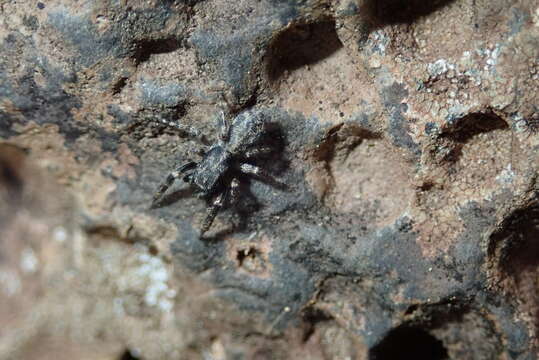 Image of Salticus canariensis Wunderlich 1987