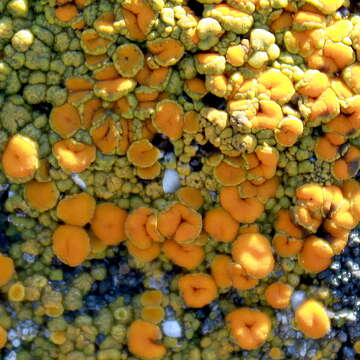 Image of orange lichen