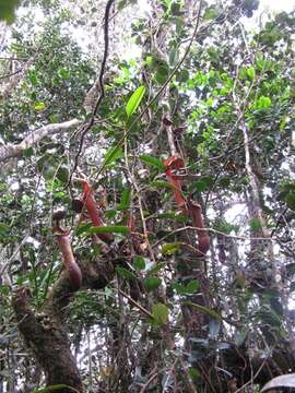 Image of Pitcher plant