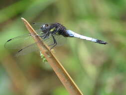 Image of Blue Dasher