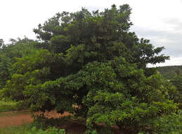 Image of sapodilla