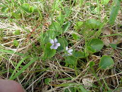 Image of marsh violet