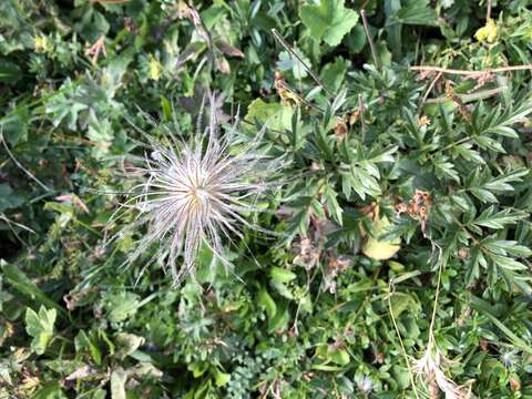 Image of Pulsatilla alpina subsp. schneebergensis D. M. Moser