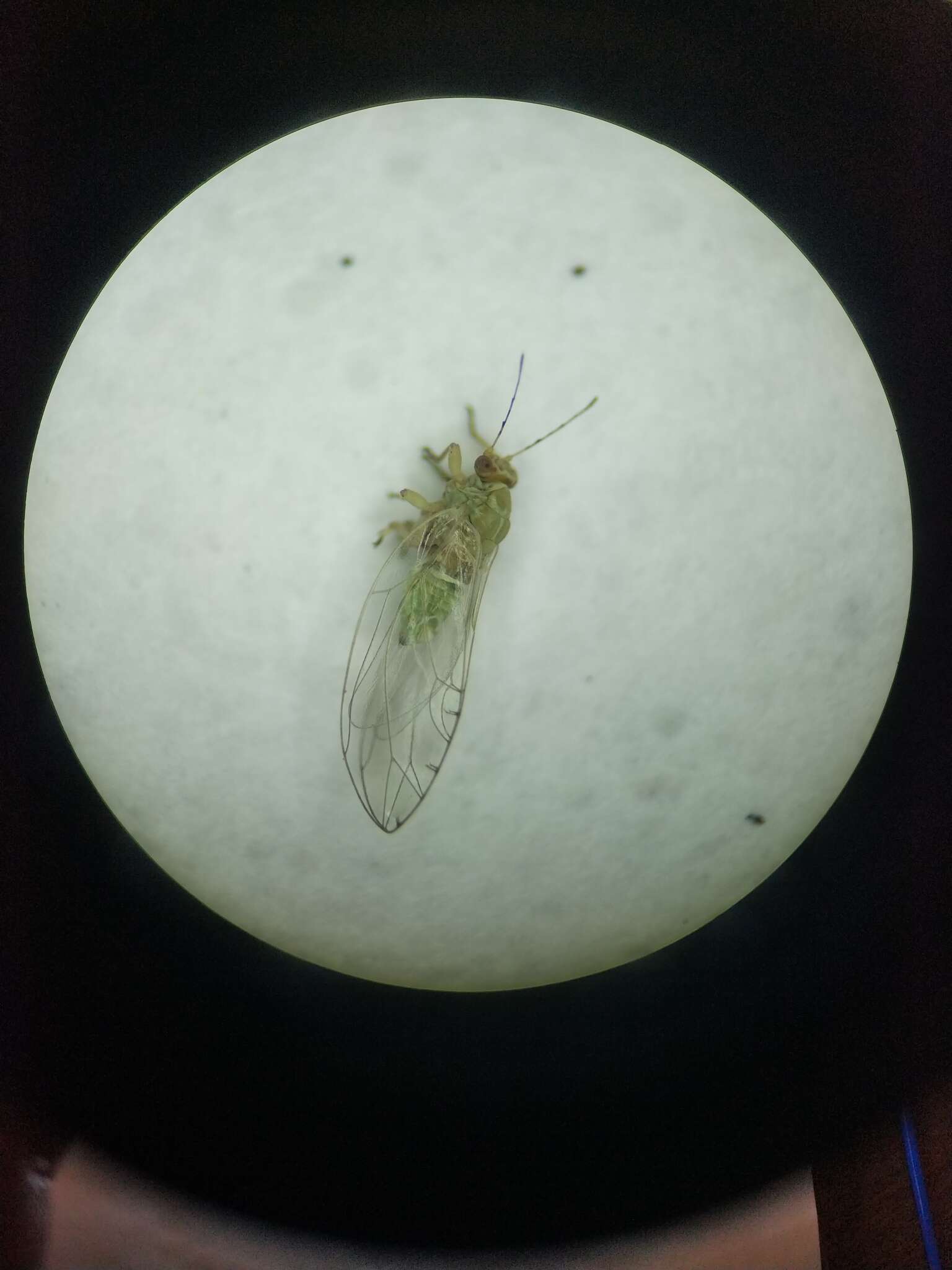 Image of Potato Psyllid