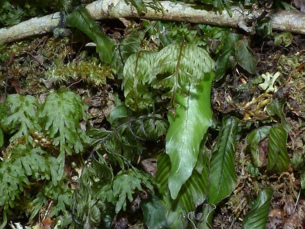 Image of Hymenophyllum pectinatum Cav.