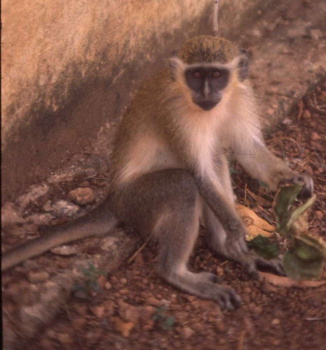 Image of Green Monkey