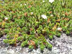 Image of Pimelea carnosa C. J. Burrows