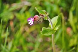 صورة Silene dioica (L.) Clairv.