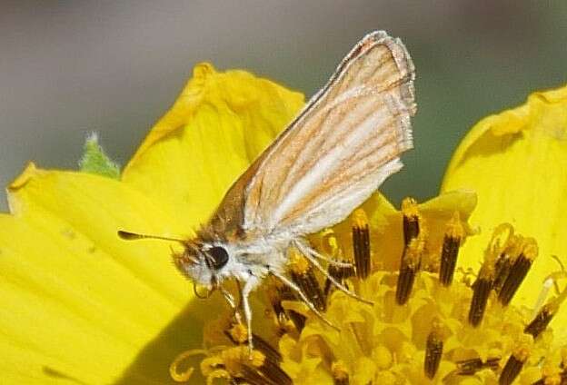 Image de Copaeodes minima Edwards 1870