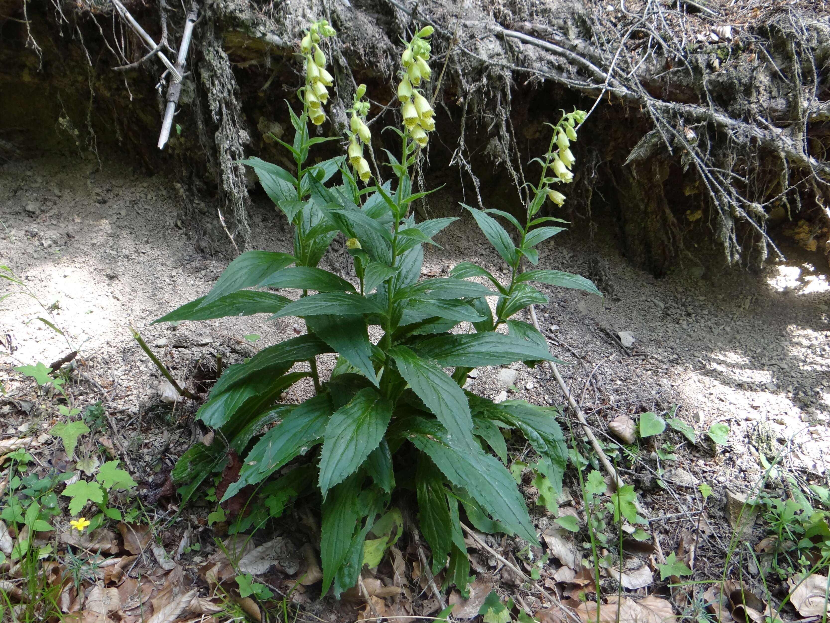 Imagem de Digitalis grandiflora Mill.