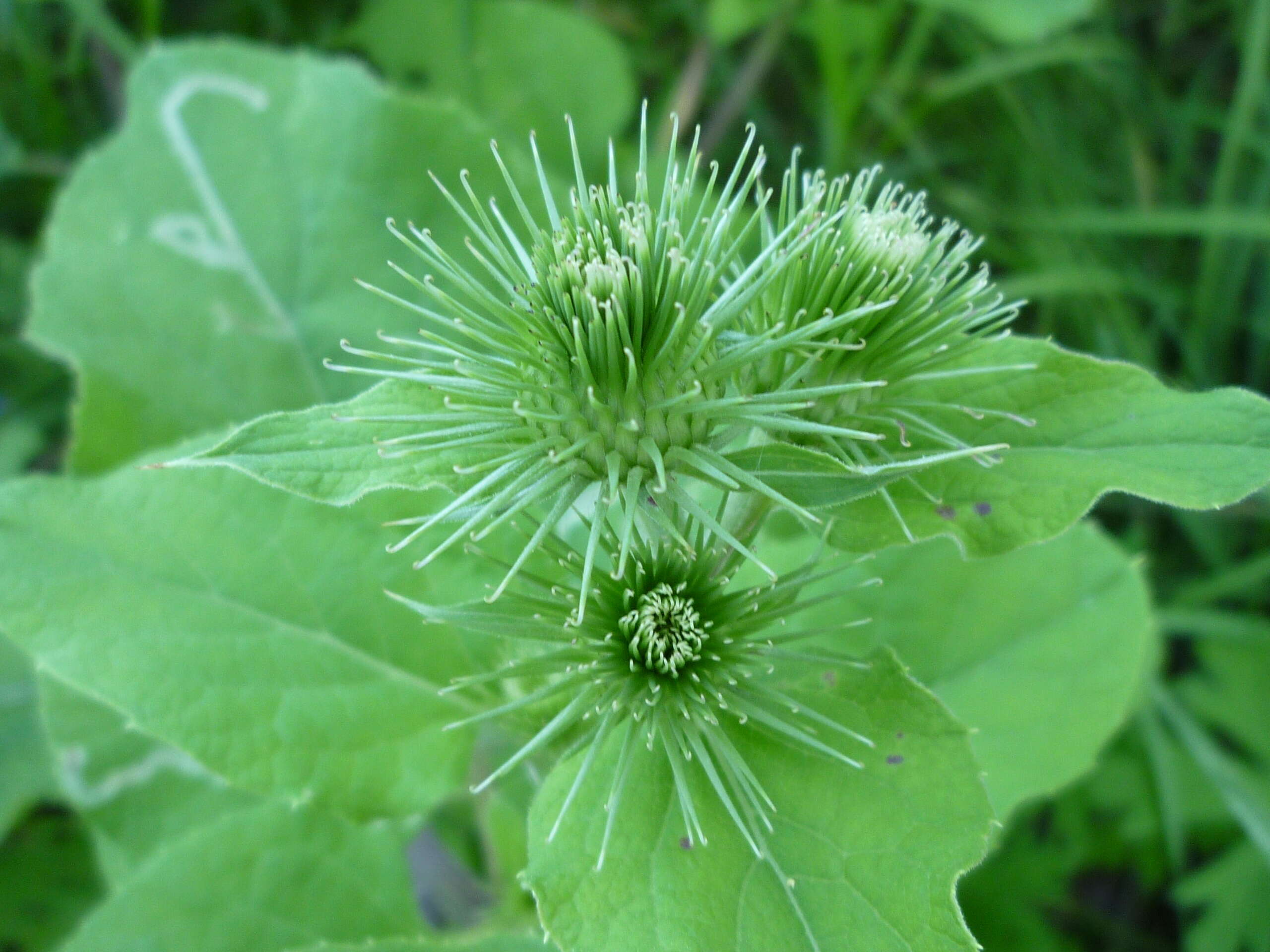 Image of common burdock