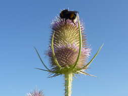 Image of Dipsacus fullonum