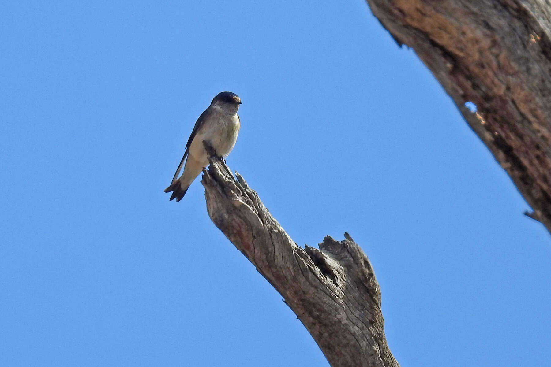 Petrochelidon nigricans (Vieillot 1817) resmi