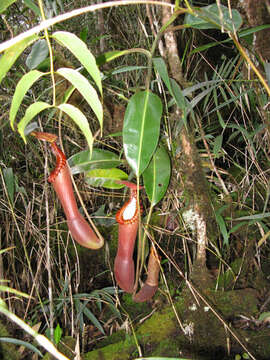 Image of Pitcher plant