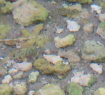 Image of Julimes pupfish