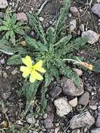 Image de Oenothera primiveris subsp. primiveris