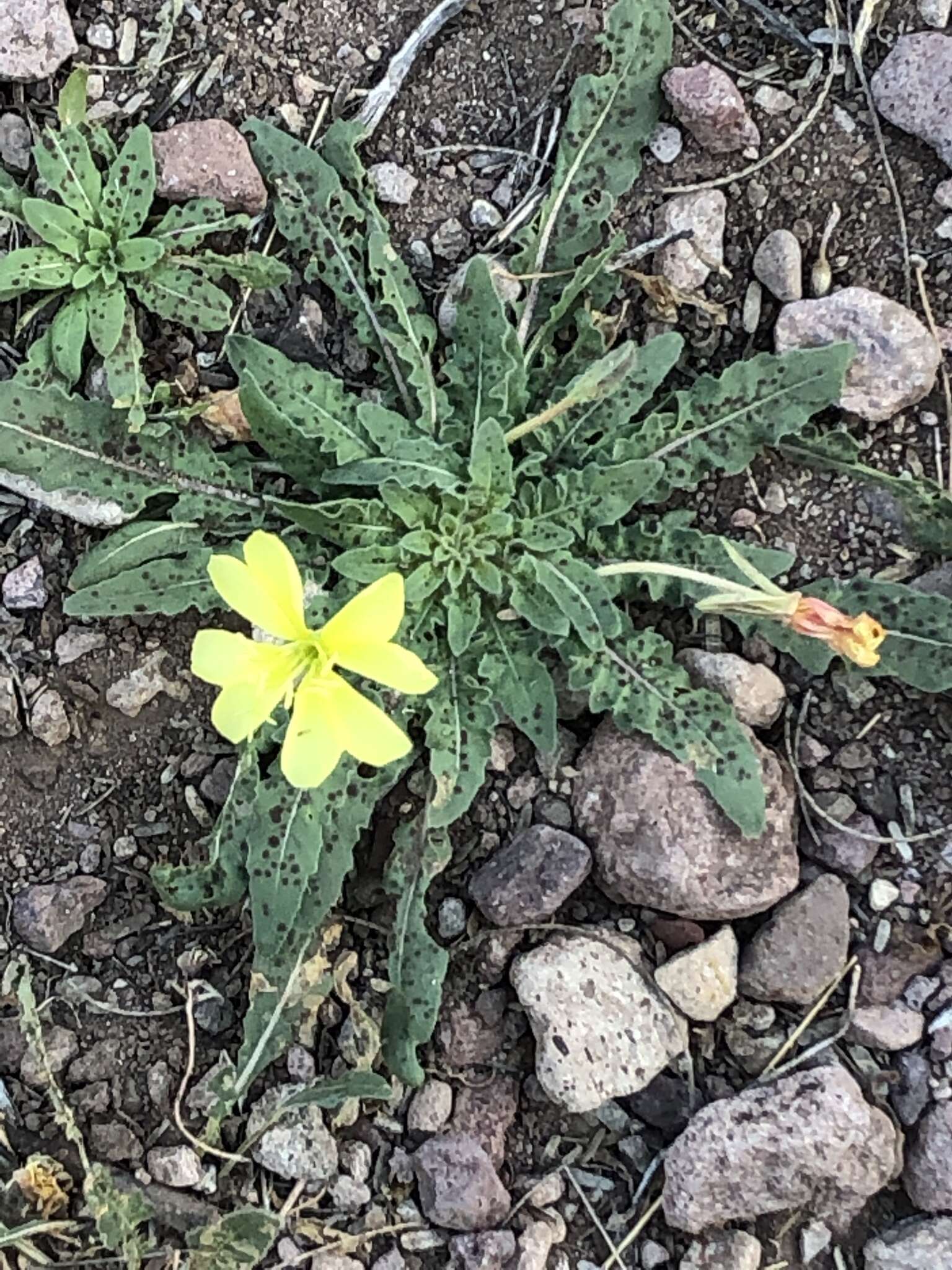 Image de Oenothera primiveris subsp. primiveris