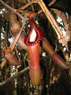 Image of Pitcher plant