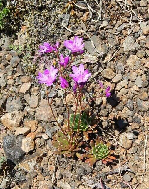 Image of Columbian lewisia