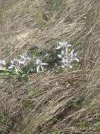 Image of Iris glaucescens Bunge