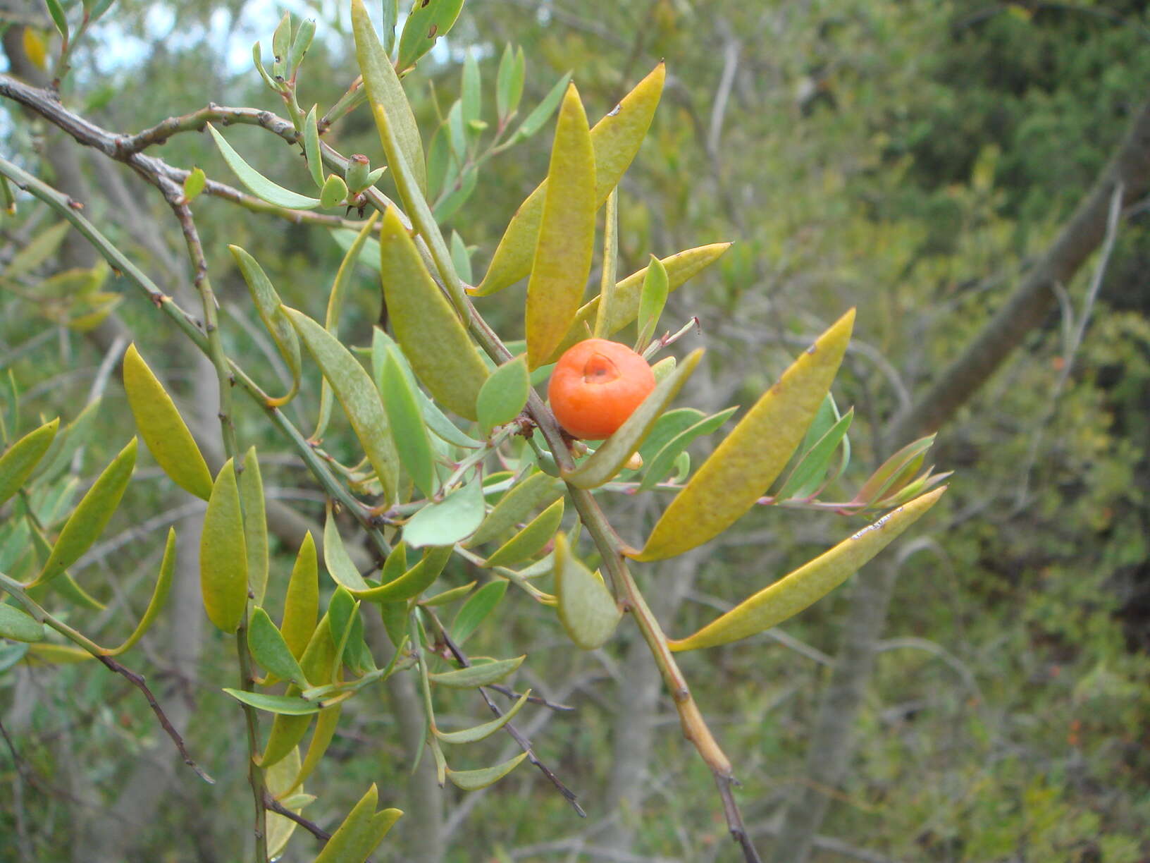 Image of Bark bush