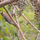 Image of Cozumel Woodpecker