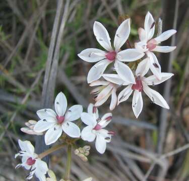 Image of Burchardia umbellata R. Br.