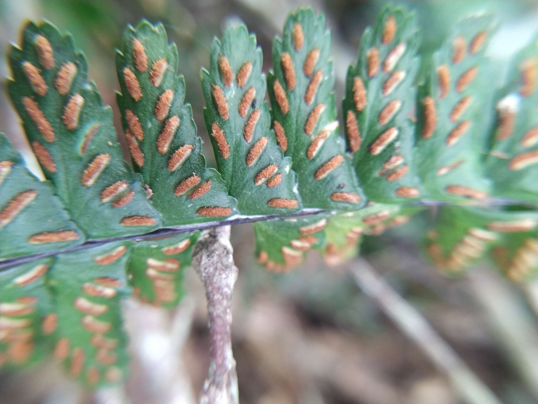 Image de Asplenium normale D. Don