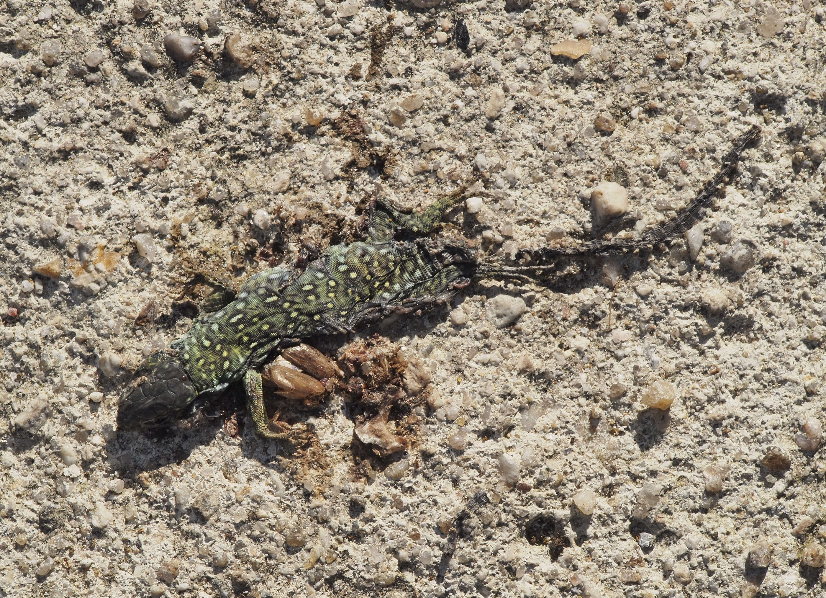 Image of Ocellated Lizard