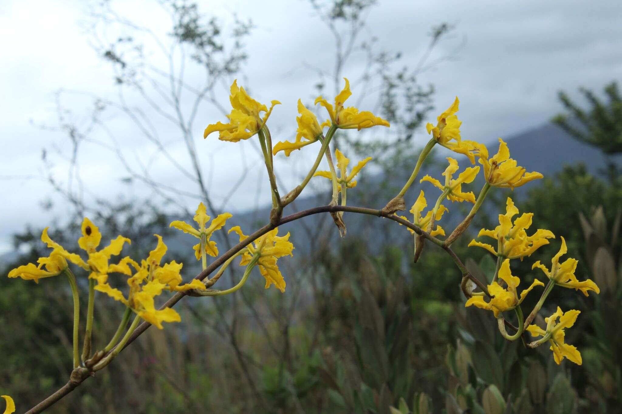 Image of Cyrtochilum revolutum (Lindl.) Dalström