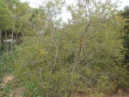 Image of Bark bush