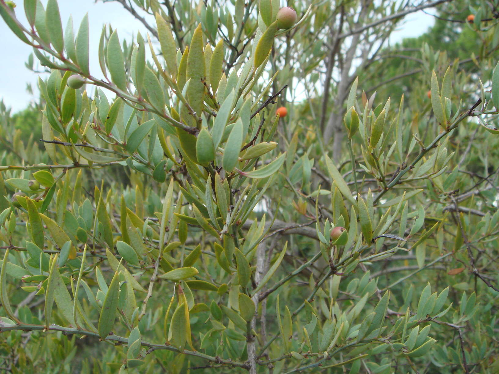 Image of Bark bush