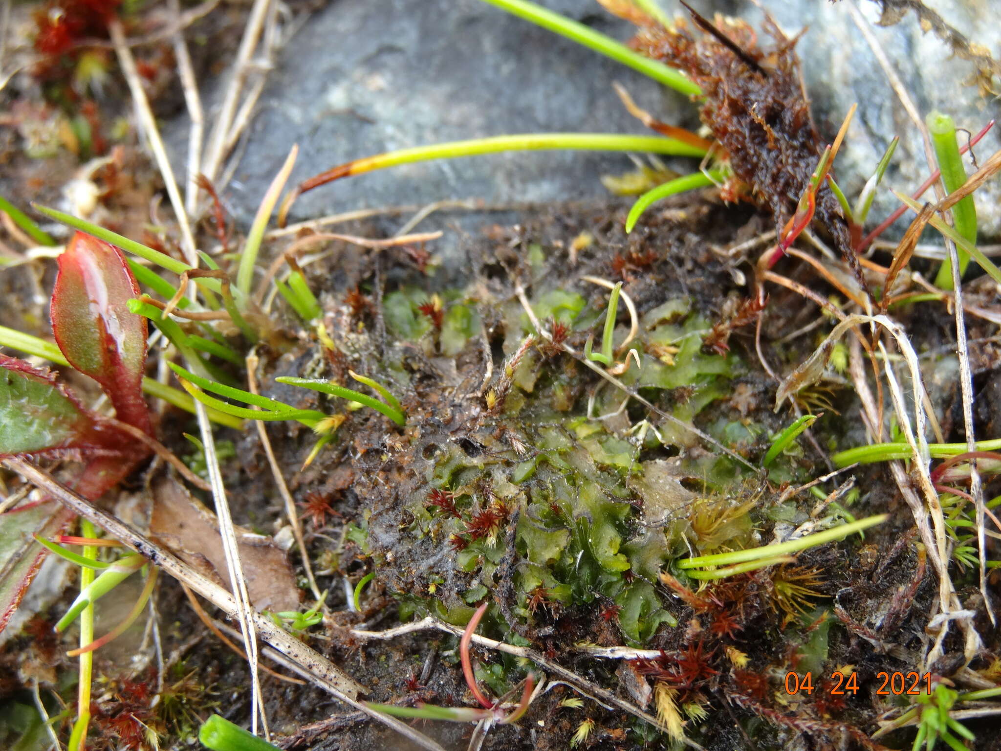 Image of Phymatoceros bulbiculosus (Brot.) Stotler, W. T. Doyle & Crand.-Stotl.