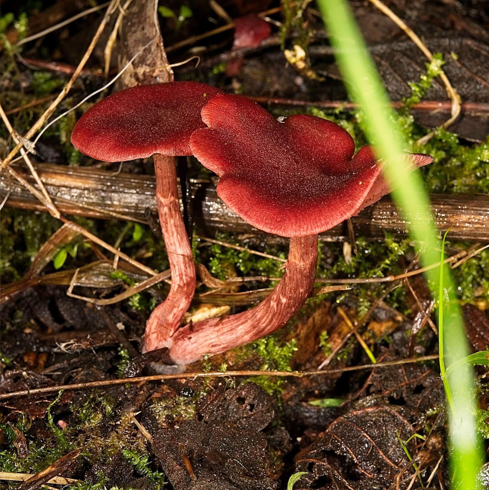 Image of Tubaria rufofulva (Cleland) D. A. Reid & E. Horak 1983