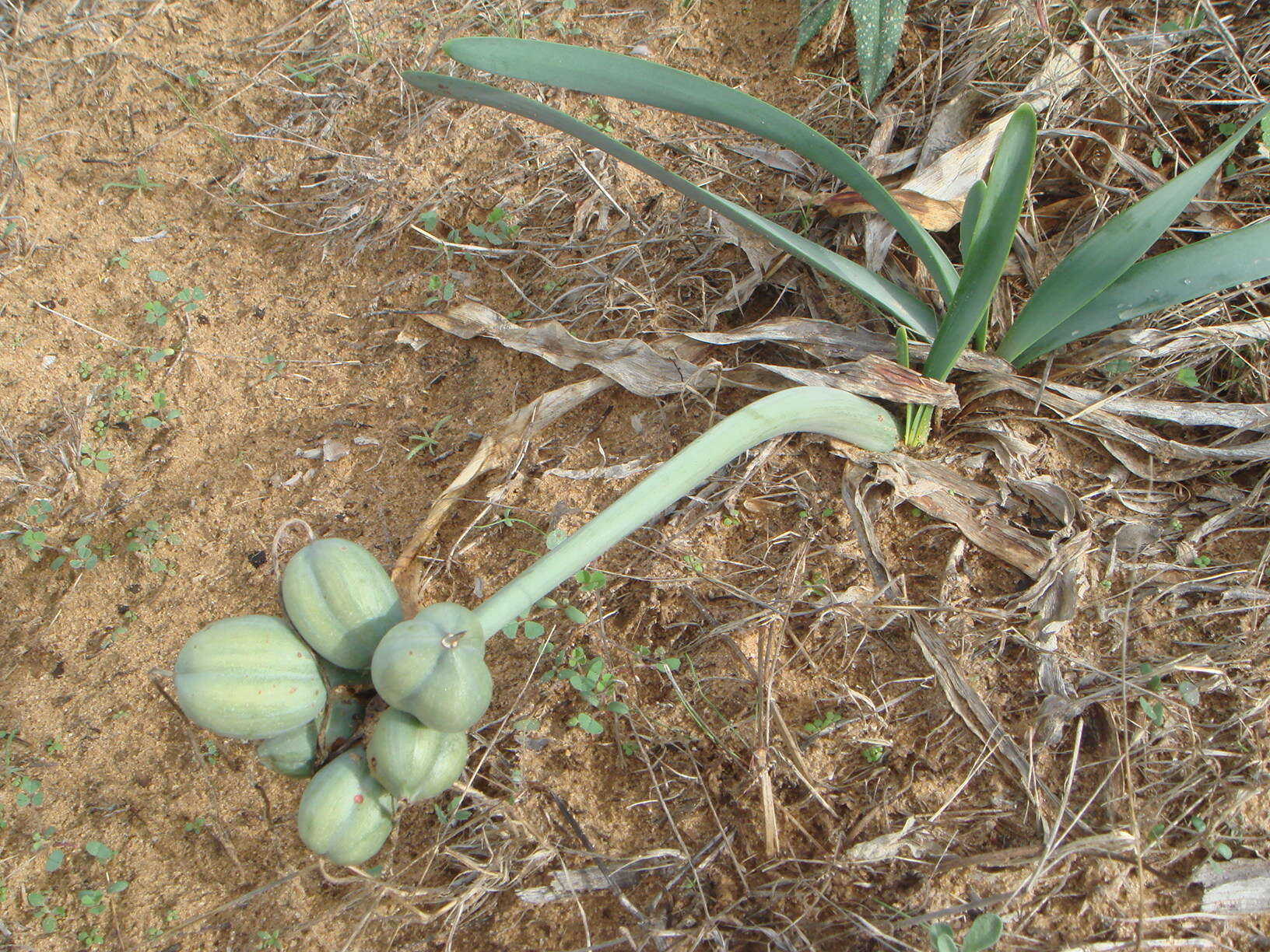 Imagem de Pancratium maritimum L.