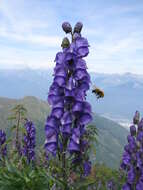 Слика од Aconitum napellus L.