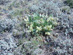 Image de Oxytropis caespitosa (Pall.) Pers.