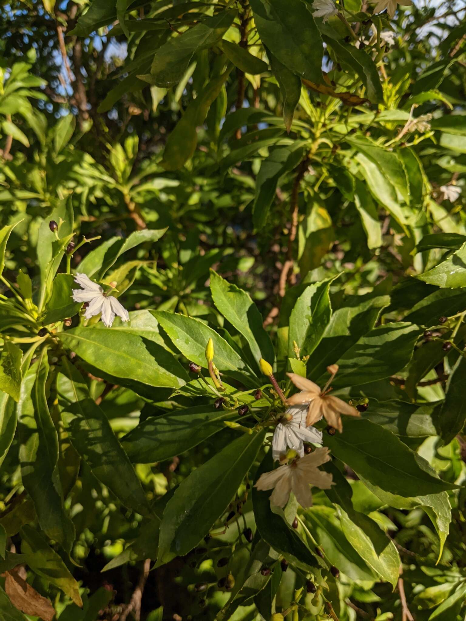 Image de Scaevola gaudichaudiana Cham.