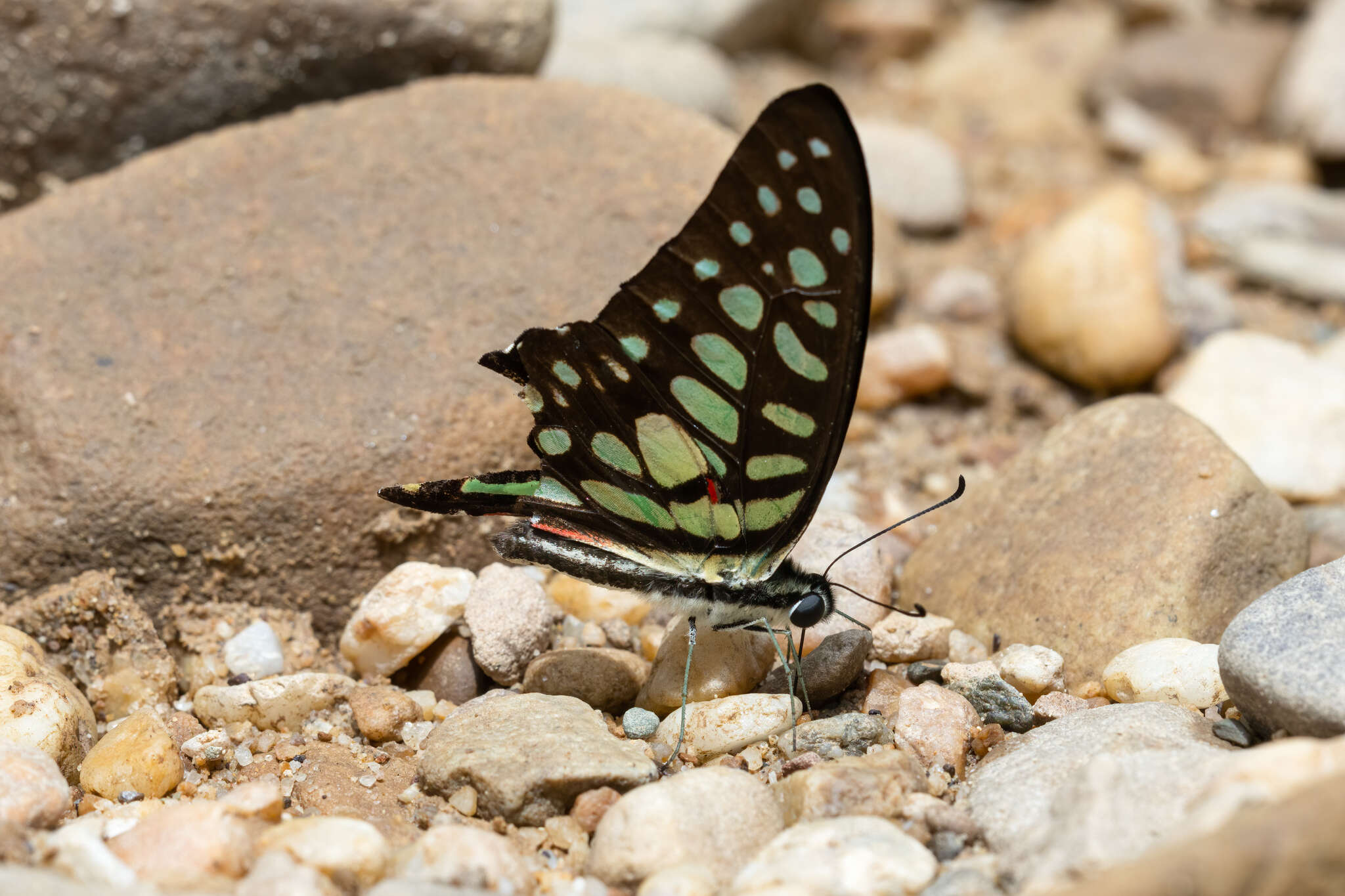 Image de Graphium arycles (Boisduval 1836)