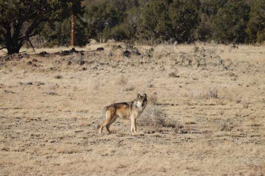 Plancia ëd Canis lupus baileyi Nelson & Goldman 1929