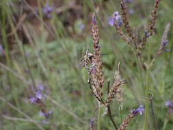 Image of Eucera gracilipes Pérez 1895