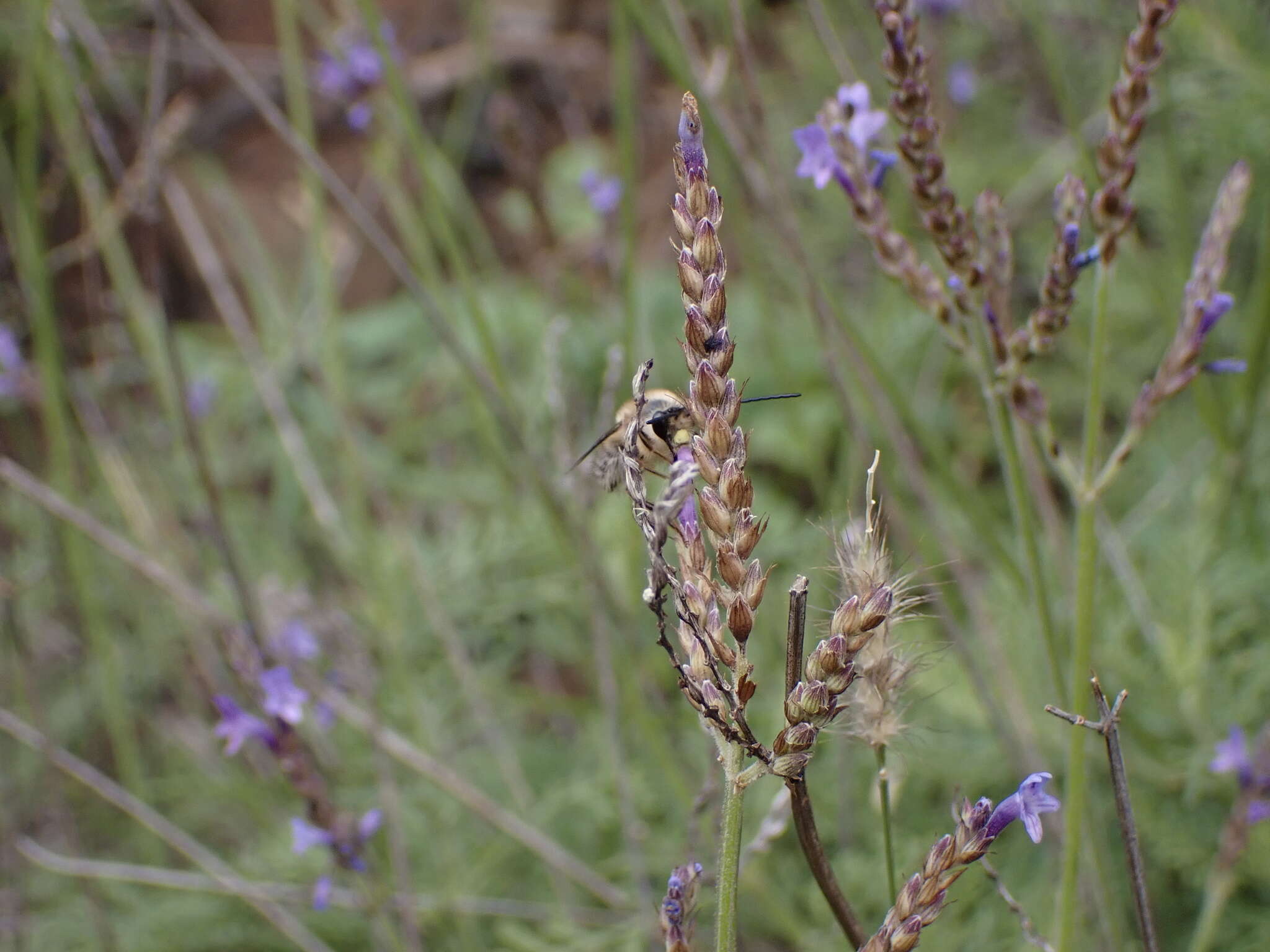 Image of Eucera gracilipes Pérez 1895