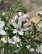 Image of Philotheca verrucosa (A. Rich.) Paul G. Wilson