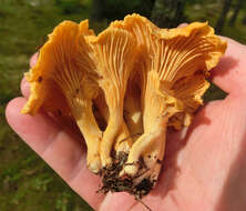 Image of Chanterelle