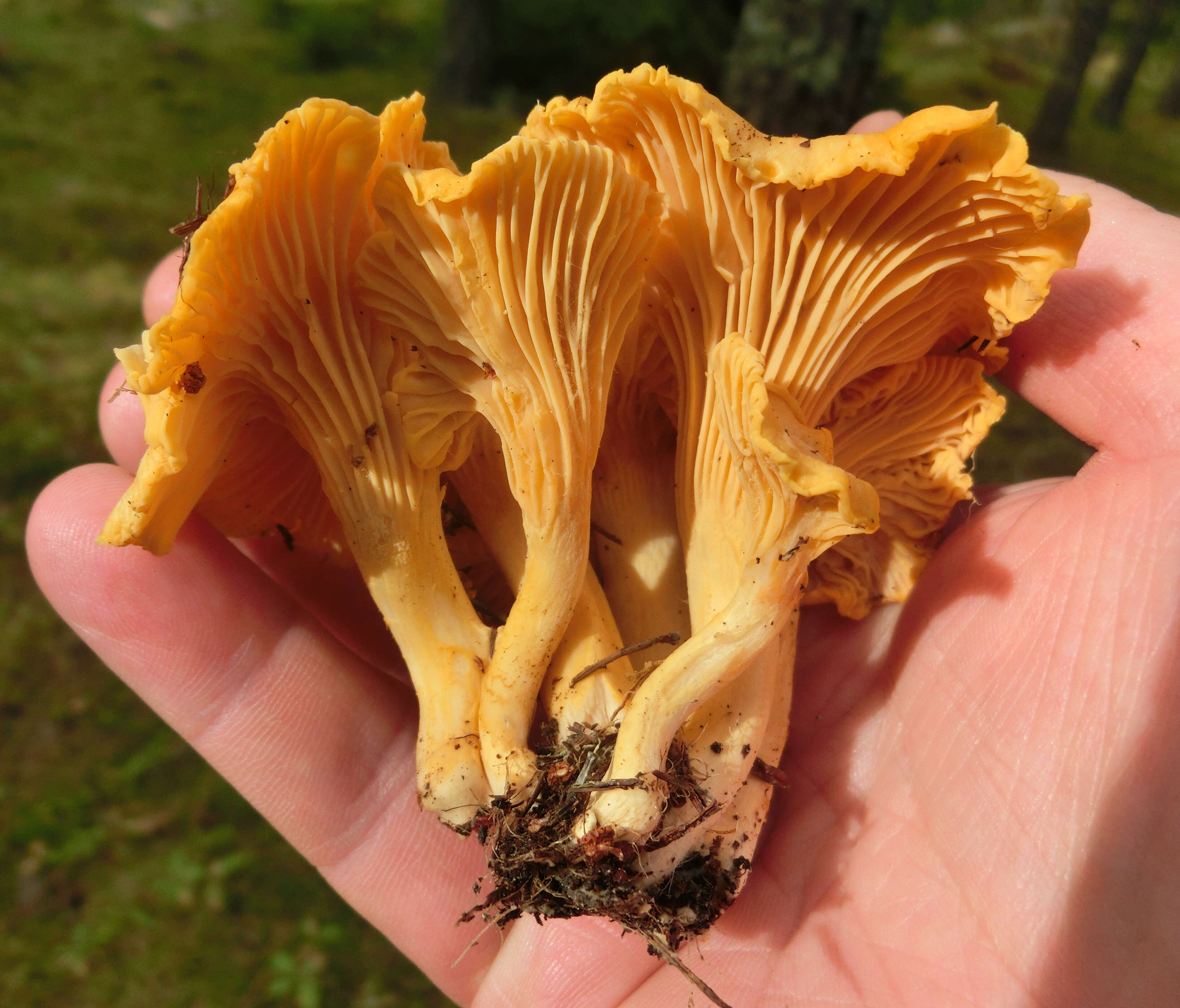 Image of Chanterelle