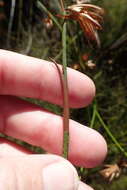 Image of Platycaulos major (Mast.) H. P. Linder