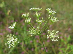 Image of burnet saxifrage